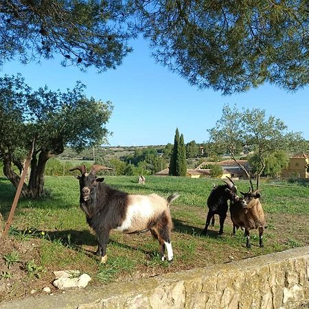 Casas Rurales La Laguna, Alpera Luaran gambar